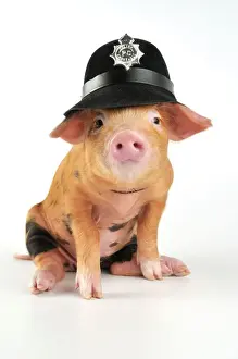 Pigs Prints: Pig - 2 week old Oxford sandy & black piglet wearing a police helmet