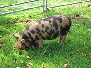 Images Dated 16th September 2006: Pig - ancient breed