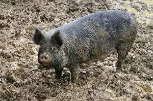 Berkshire Prints: PIG. Berkshire pig in mud