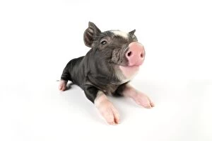 Berkshire Gallery: Pig. Berkshire piglet