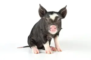 Pig - Berkshire piglet