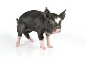 Pig - Berkshire piglet