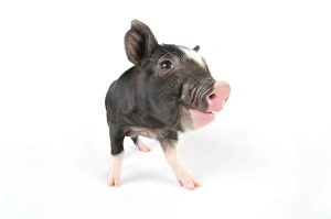 Images Dated 11th August 2008: Pig. Berkshire piglet