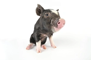 Images Dated 11th August 2008: Pig. Berkshire piglet