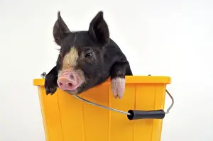 Pigs Prints: PIG. Berkshire piglet in bucket