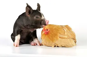 Pigs Prints: Pig - Berkshire piglet with chicken