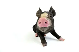 Pigs Prints: PIG. Berkshire piglet sitting down