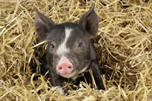 Barns Prints: Pig - Berkshire piglet in straw