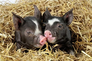 Farm Animals Collection: Pig - Berkshire piglet in straw