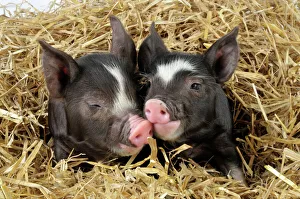 Farm Animals Collection: Pig - Berkshire piglet in straw