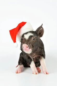 Farm Animals Collection: PIG. Berkshire piglet - wearing Christmas hat