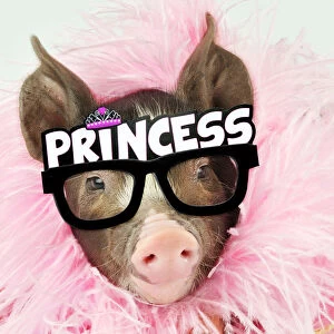 Berkshire Gallery: Pig - Berkshire piglet wearing feather boa and Princess