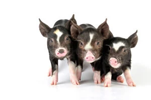 Farm Animals Collection: Pig - Berkshire piglets