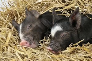 Pig - Berkshire piglets asleep in straw