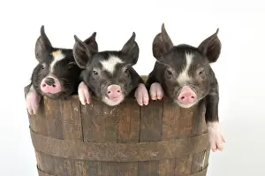 Berkshire Prints: PIG. Berkshire piglets in a tub