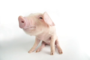 Images Dated 31st August 2008: Pig. British lop piglet on white background