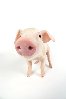 Images Dated 31st August 2008: Pig. British lop piglet on white background