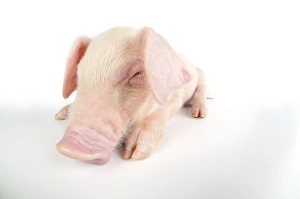 Images Dated 31st August 2008: Pig. British lop piglet on white background