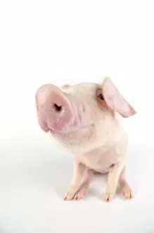 Images Dated 31st August 2008: Pig. British lop piglet on white background
