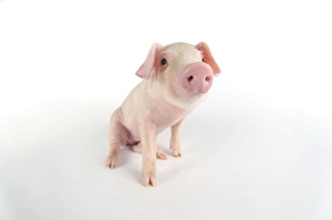 Images Dated 31st August 2008: Pig. British lop piglet on white background