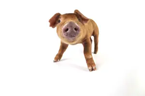 Pig. Duroc piglet on white background
