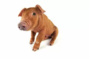 Agricultural Gallery: Pig. Duroc piglet on white background