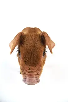 Pig. Duroc piglet on white background