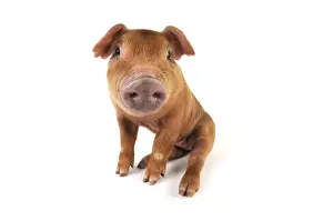 Pig. Duroc piglet on white background