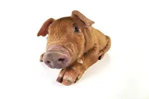 Pig. Duroc piglet on white background