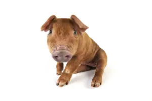 Pig. Duroc piglet on white background