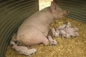 Pig Elevage Large white Pig with piglets in sty Sarthe, France