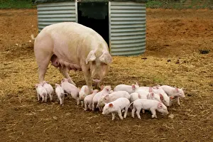 Pigs Prints: Pig Elevage Large white Pig with piglets in sty Sarthe, France