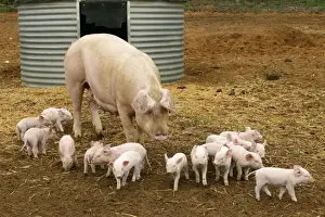 Pig Elevage Large white Pig with piglets in sty Sarthe, France