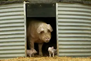 Pig Elevage Large white Pig and piglets in sty Sarthe, France
