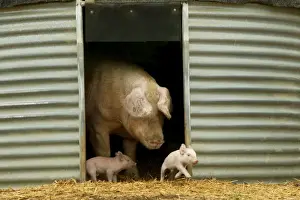 Pig Elevage Large white Pig with piglets in sty Sarthe, France