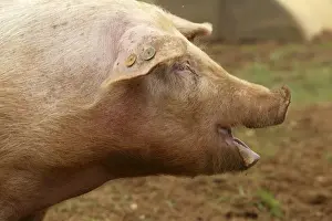 Pig Elevage Large white Sarthe, France