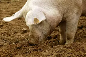 Pig Elevage Large white Sarthe, France