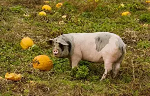 East Europe Prints: Pig feeding on pumpkins in the Apuseni mountains, autumn, Romania