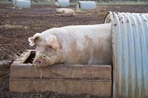 Images Dated 20th February 2010: Pig - free range pig in a shelter