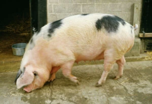 European Gallery: PIG - Gloucester Old Spot Pig, side profile