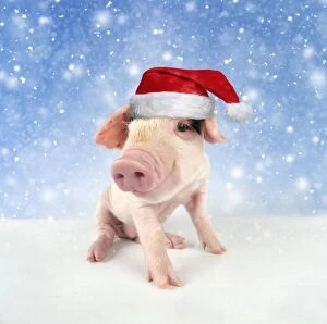 Pig. Gloucester old spot piglet in snow wearing Christma
