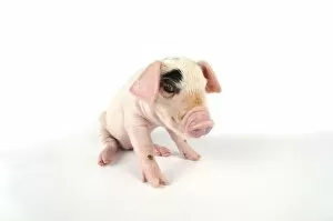 Images Dated 6th July 2008: Pig. Gloucester old spot piglet on white background