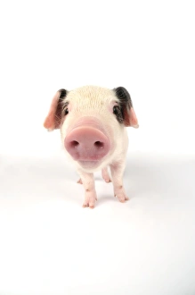 Images Dated 6th July 2008: Pig. Gloucester old spot piglet on white background