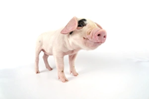 Images Dated 6th July 2008: Pig. Gloucester old spot piglet on white background