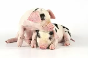 Images Dated 6th July 2008: Pig. Gloucester old spot piglets on white background