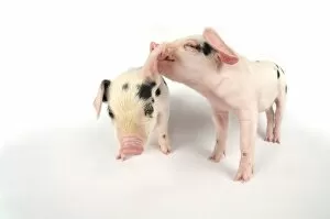 Images Dated 6th July 2008: Pig. Gloucester old spot piglets on white background