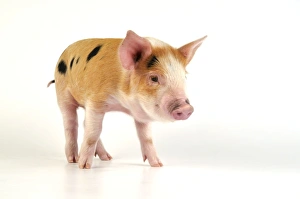 Images Dated 27th June 2008: Pig - Kune Kune cross Gloucester Old Spot piglet