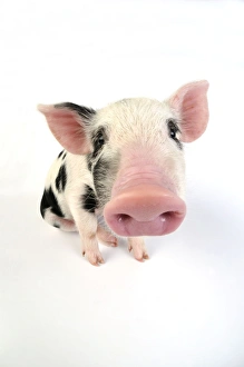 Images Dated 27th June 2008: Pig - Kune Kune cross Gloucester Old Spot piglet