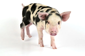 Images Dated 27th June 2008: Pig - Kune Kune cross Gloucester Old Spot piglet