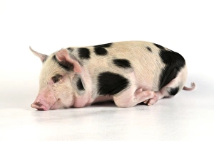 Images Dated 27th June 2008: Pig - Kune Kune cross Gloucester Old Spot piglet